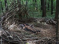 In Forest Cradle with Apple